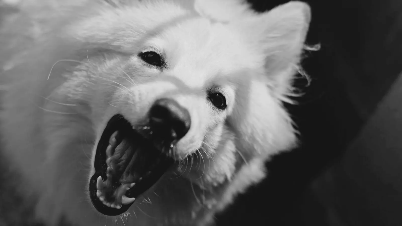 Anxiété de séparation du chien : comprendre et apaiser