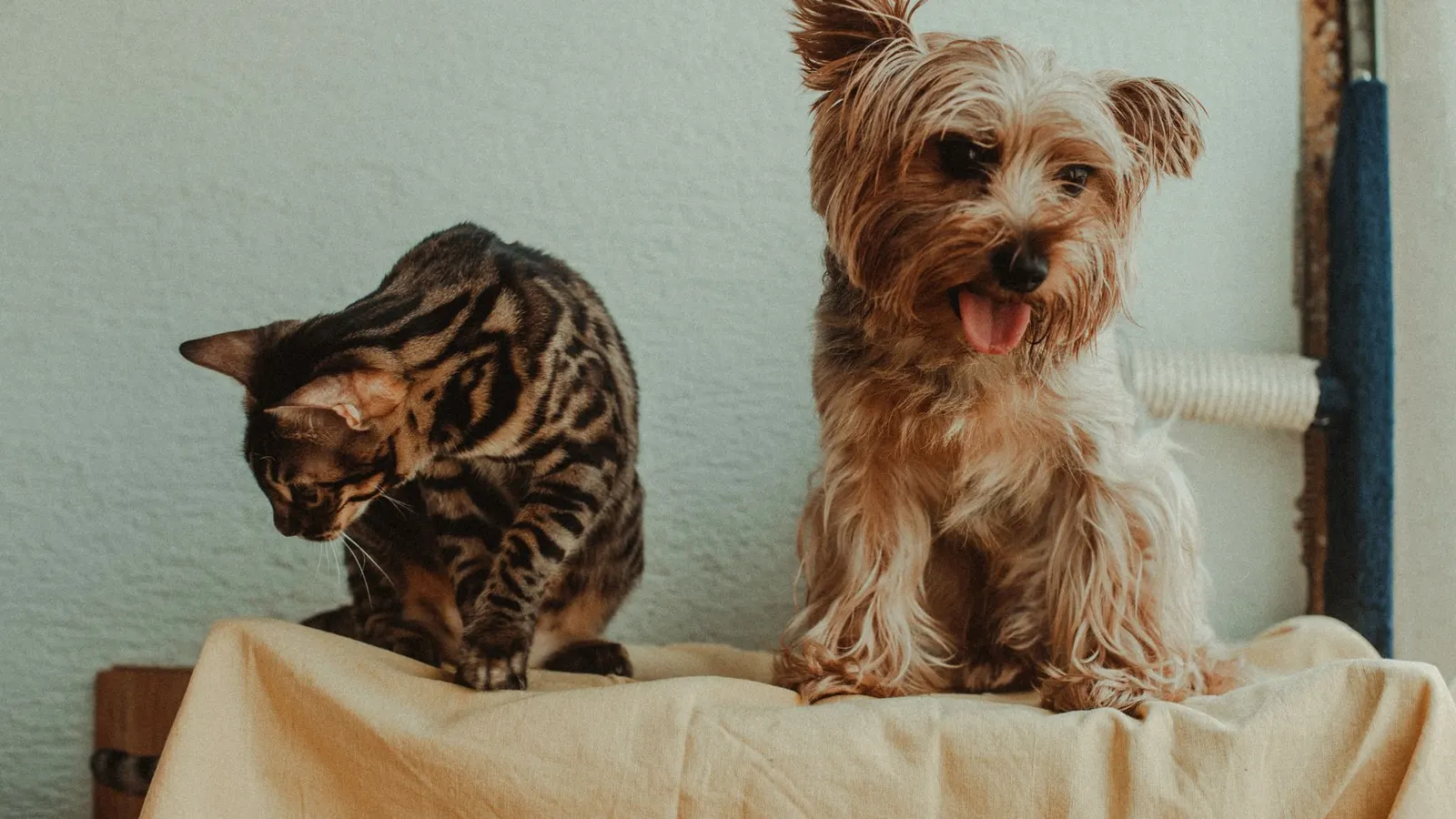 Assurance animaux : le guide complet pour bien choisir