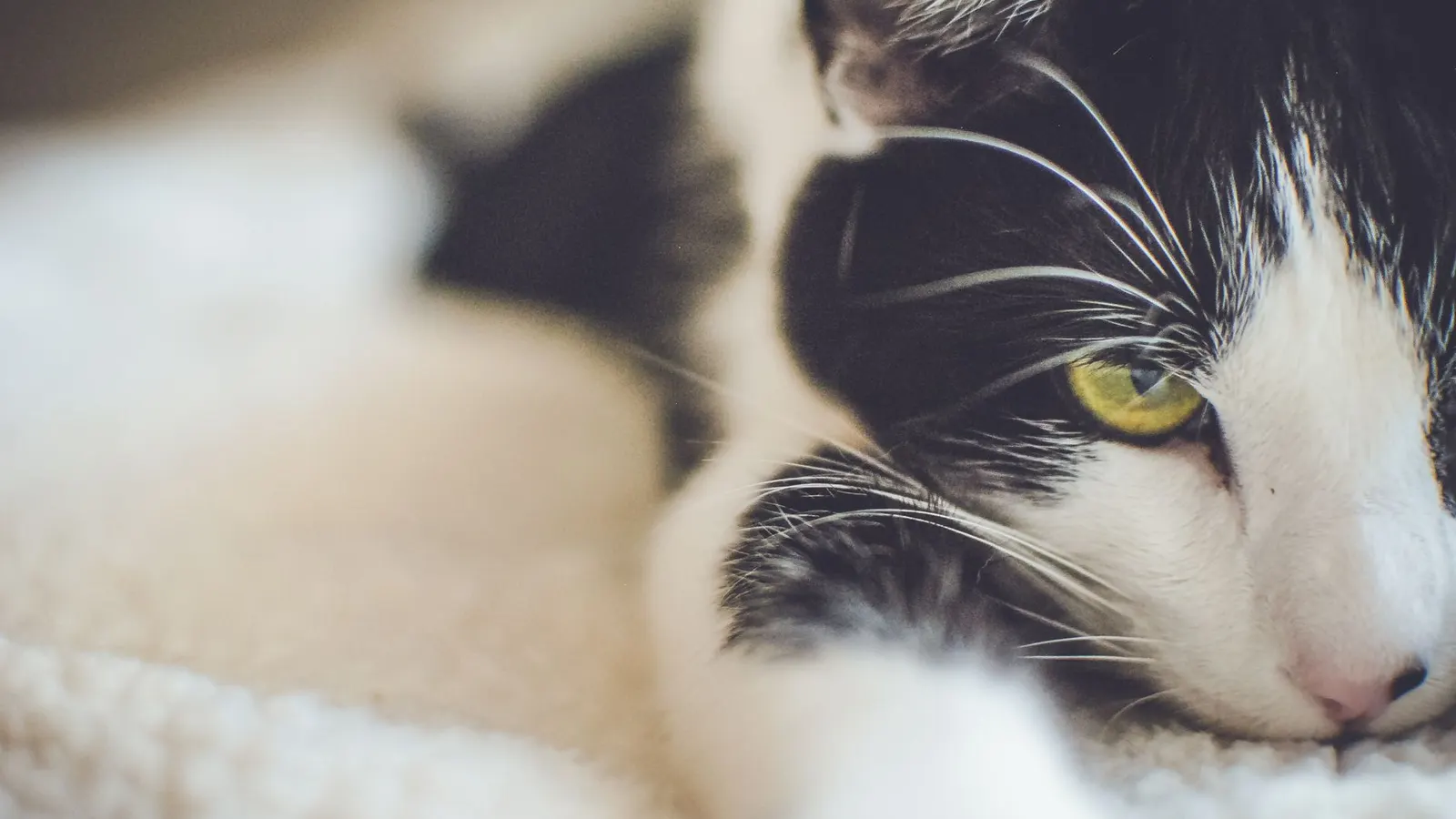Assurance chat : bien protéger votre minou sans se ruiner