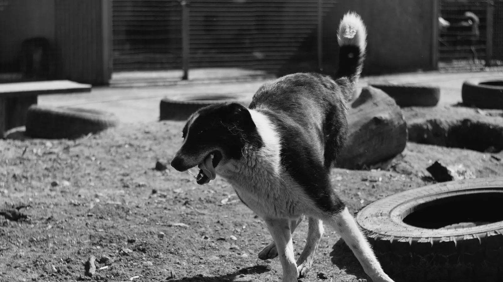 Assurance chien : comment comparer les offres sans se tromper