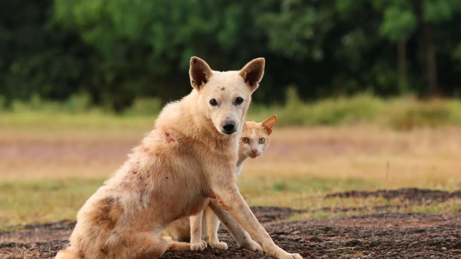 Assurance pet sitter (RC pro) : bien vous protéger pour garder l'esprit tranquille