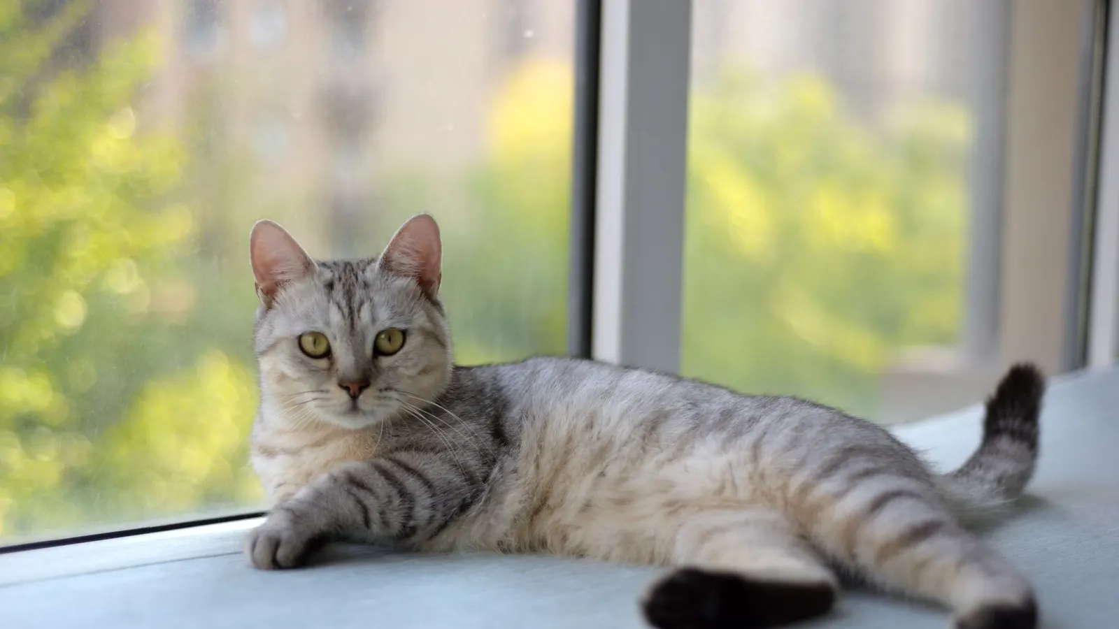 Caisse de transport chat : le guide d'achat pour un trajet tout en douceur