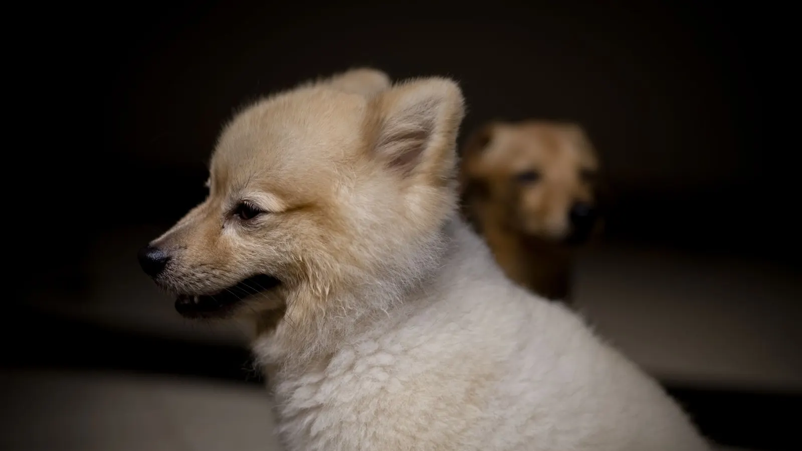 Caméra pour surveiller son chien : le guide d'achat pour garder un œil sur votre toutou