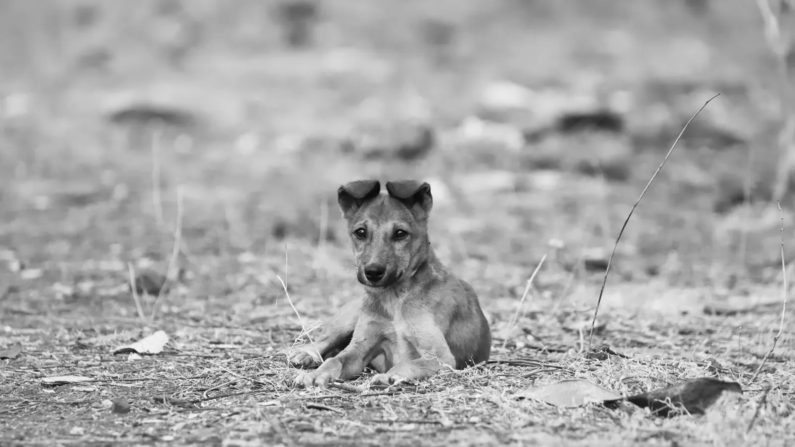 Checklist avant de déposer son chien en pension
