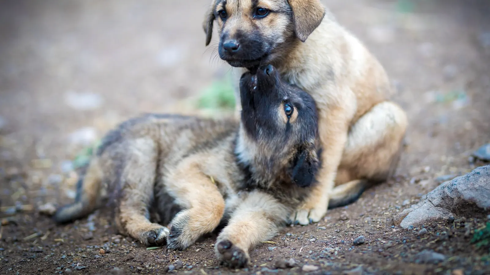 Chenil ou pension : quelle solution pour votre chien ?