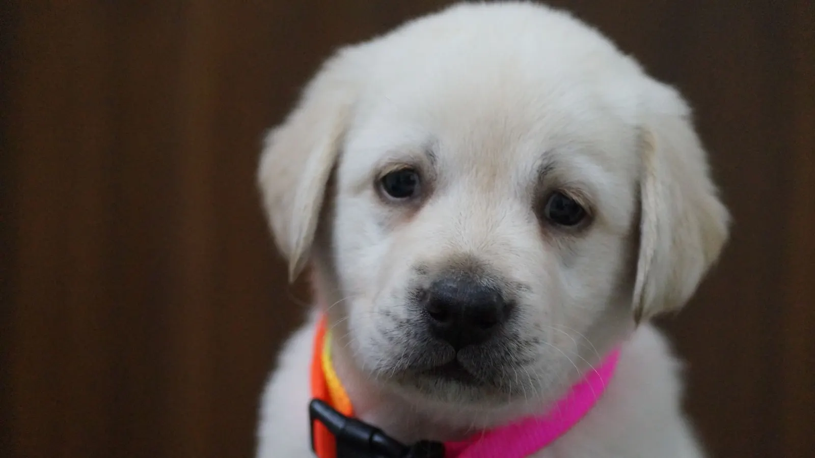 Chien qui aboie quand on part : comprendre et apaiser