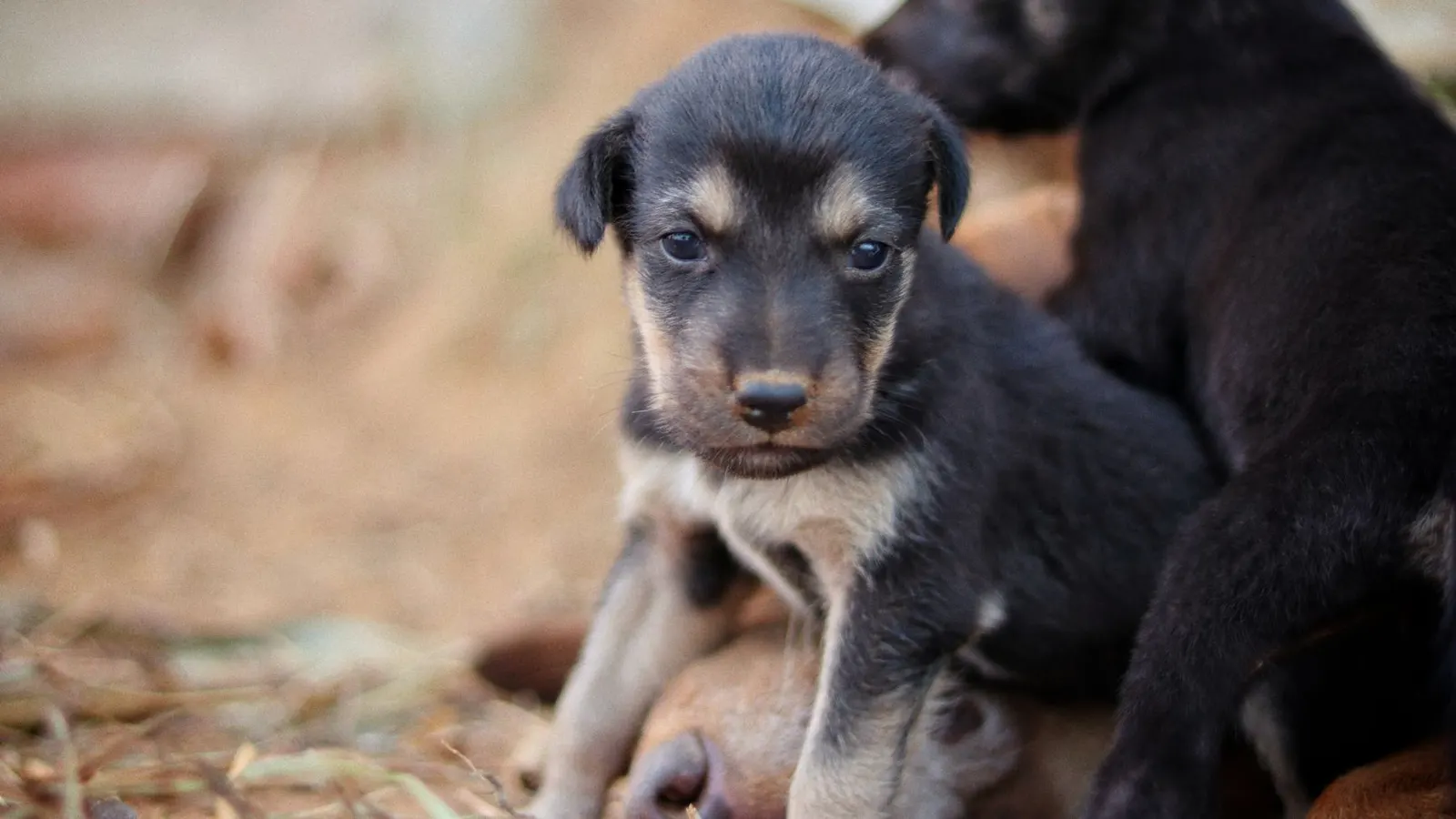 Combien coûte un pet sitter ? Les prix pour bien budgéter