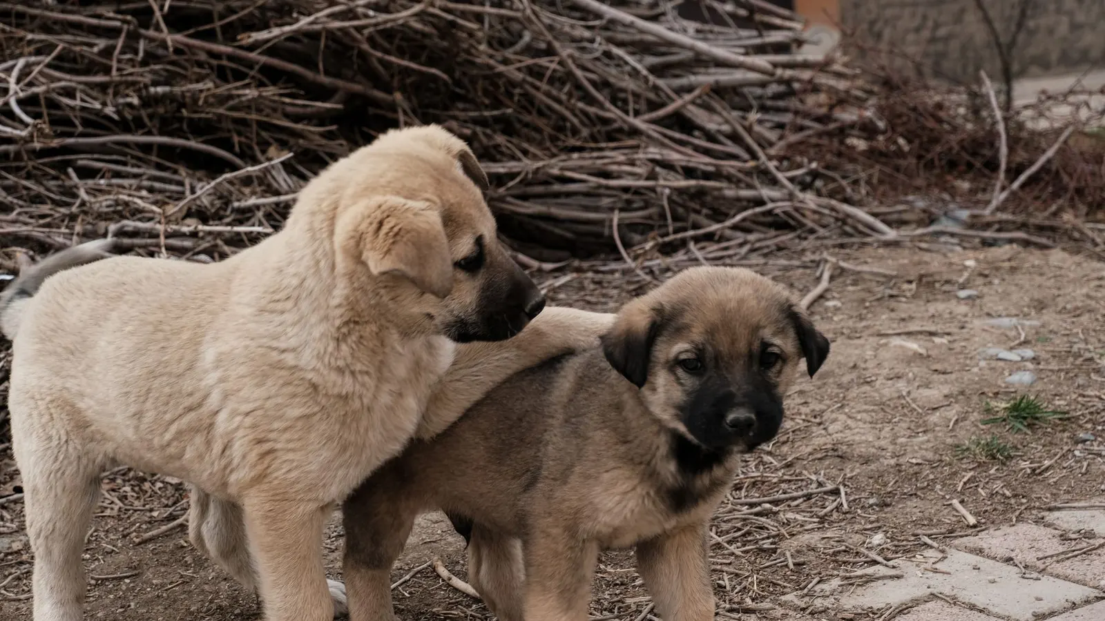 Comment choisir son pet sitter ? Les critères qui rassurent