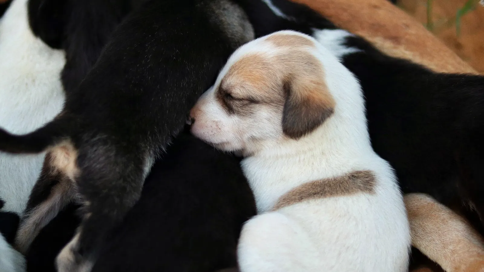 Comportementaliste chien : à quoi ça sert et comment le choisir ?