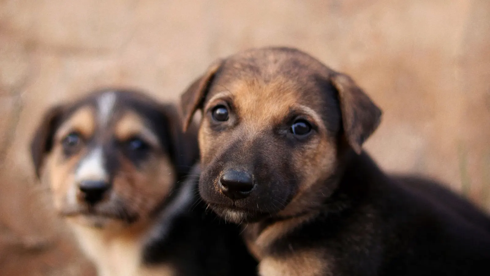 Comment devenir pet sitter : le guide complet pour se lancer