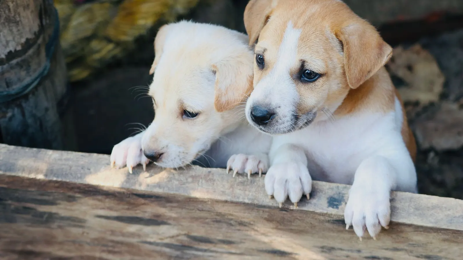 Distributeur de croquettes automatique : le guide d'achat pour nourrir votre animal sereinement