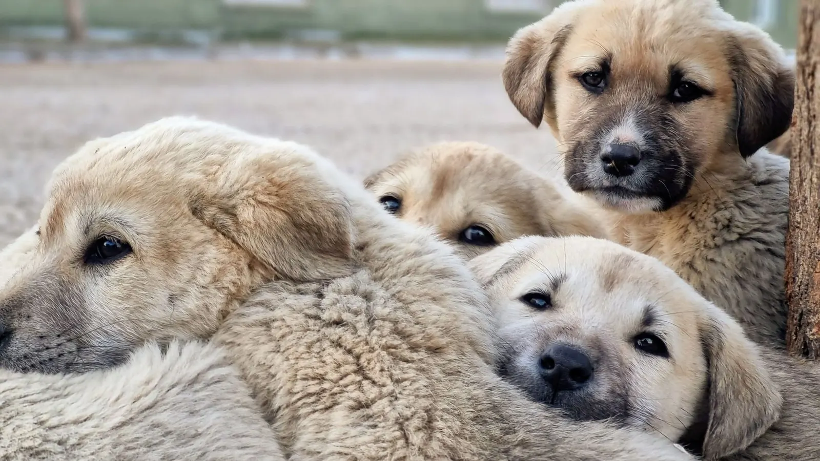 Dog sitting : la garde de chien flexible et rassurante pour vos absences