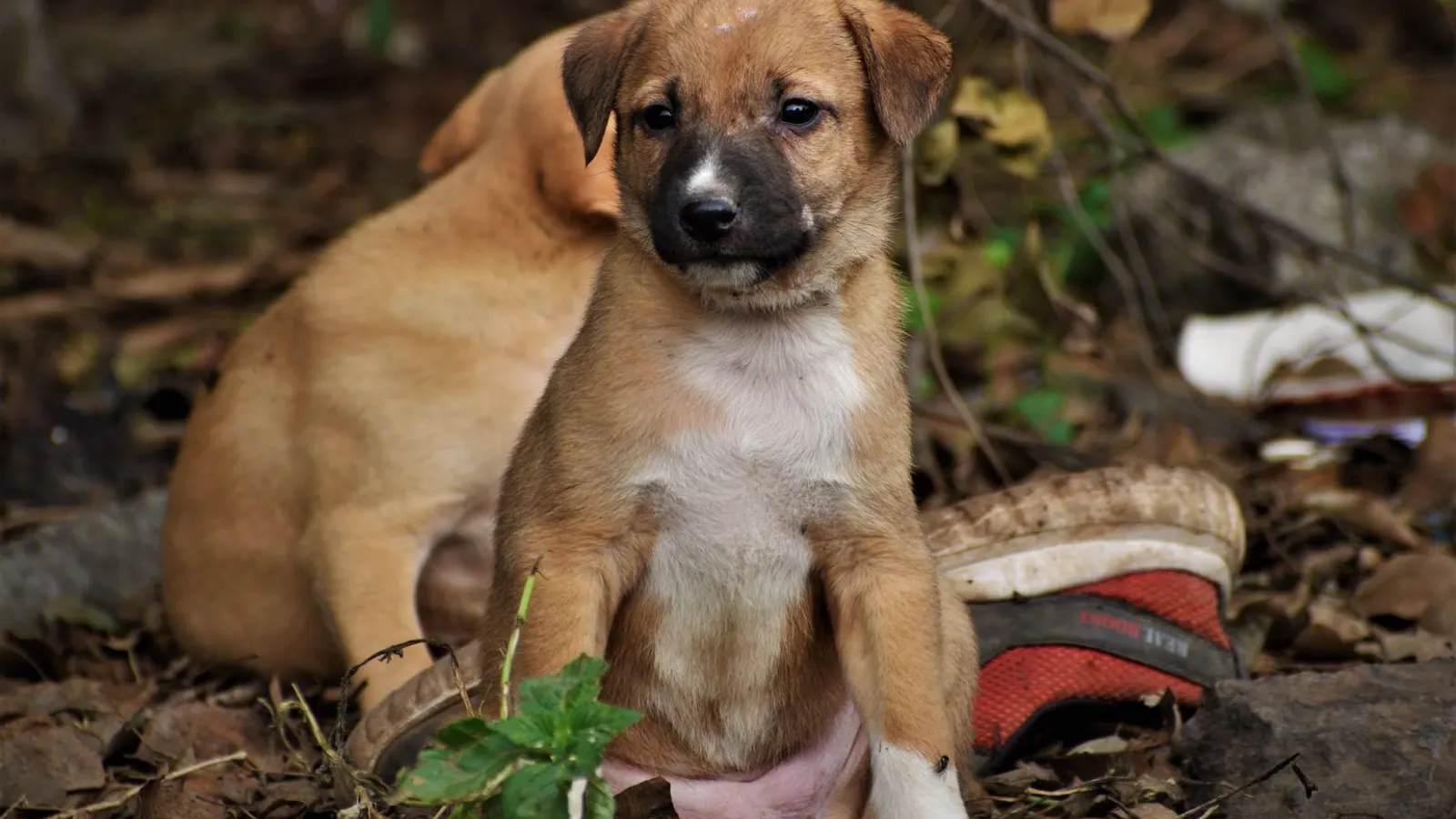 Éducation canine : les bases pour un chien épanoui