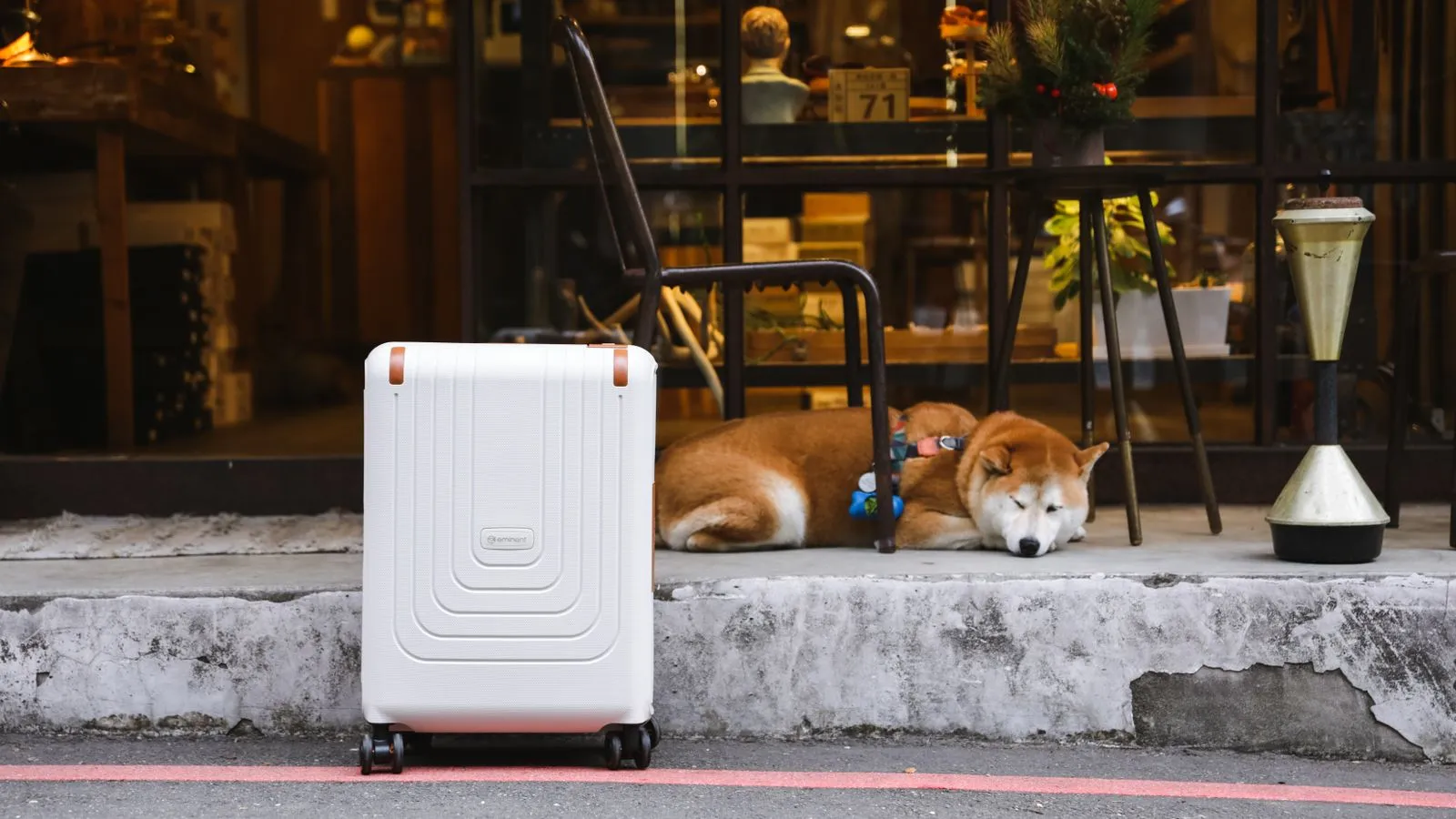Faire garder son chien ou son chat à l'étranger : les solutions sur place