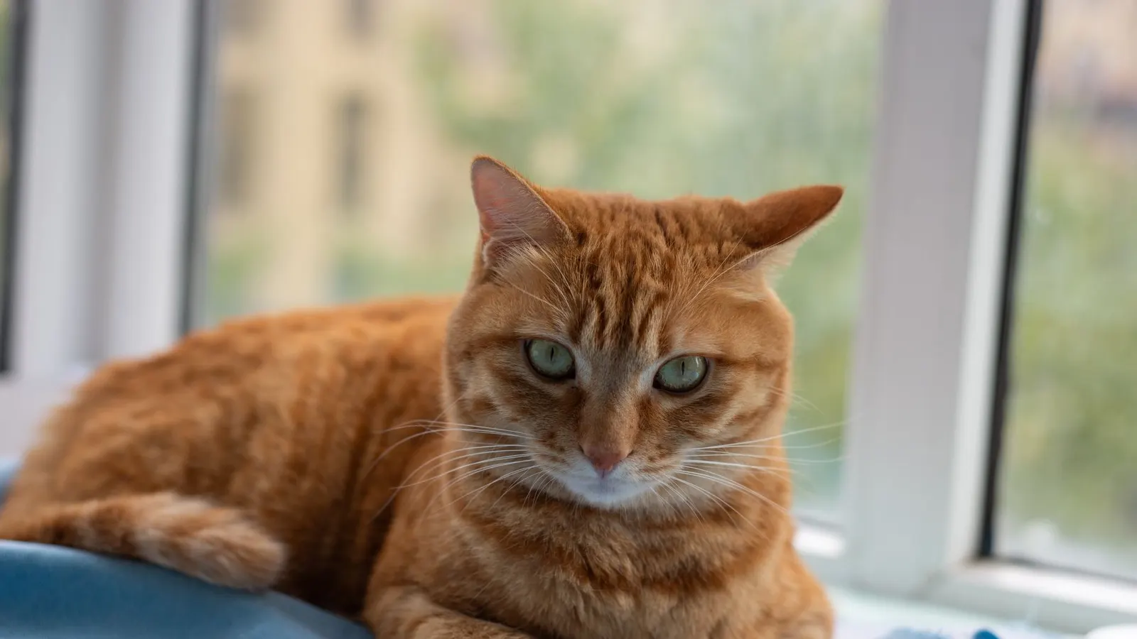 Faire garder son chat : toutes les solutions pour partir l'esprit tranquille