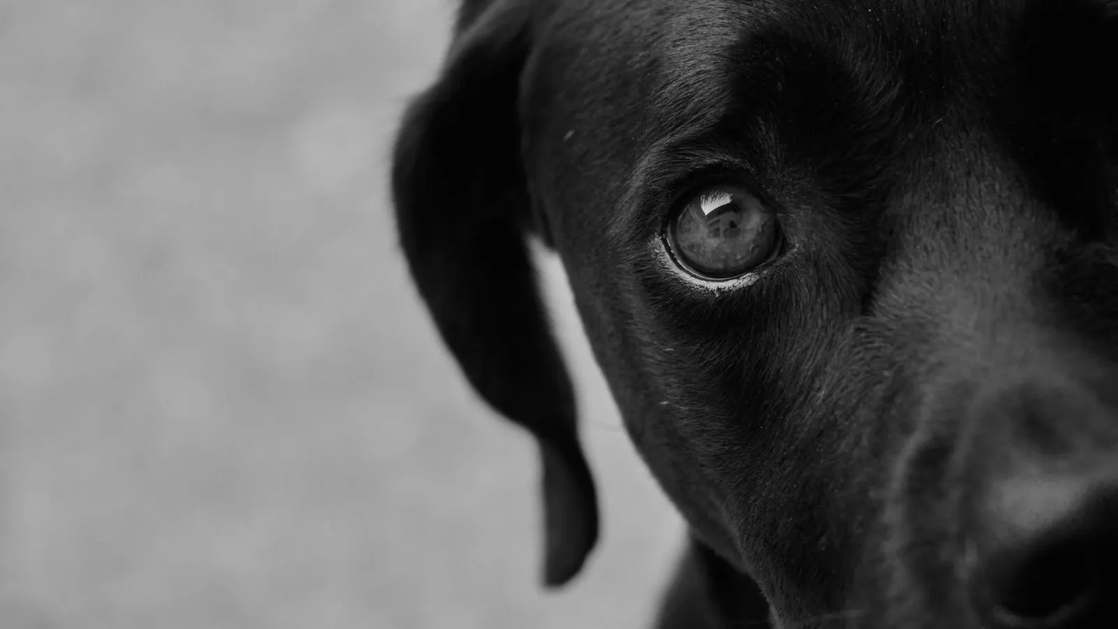Faire garder son chien : comparatif des meilleures solutions