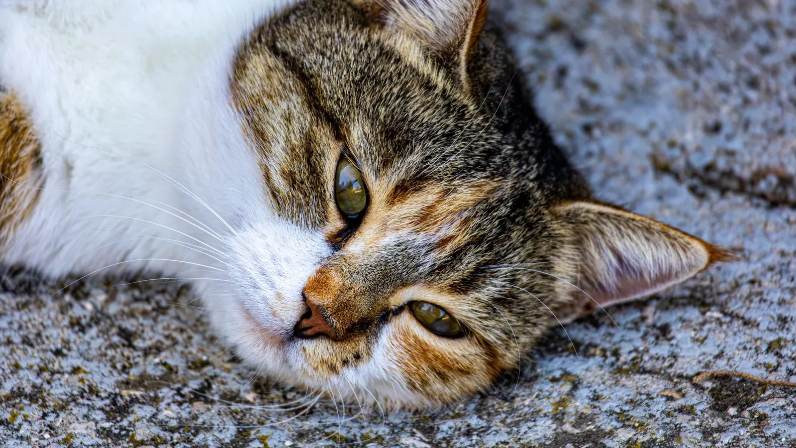 Famille d'accueil chat : rôle, engagement et comment se lancer