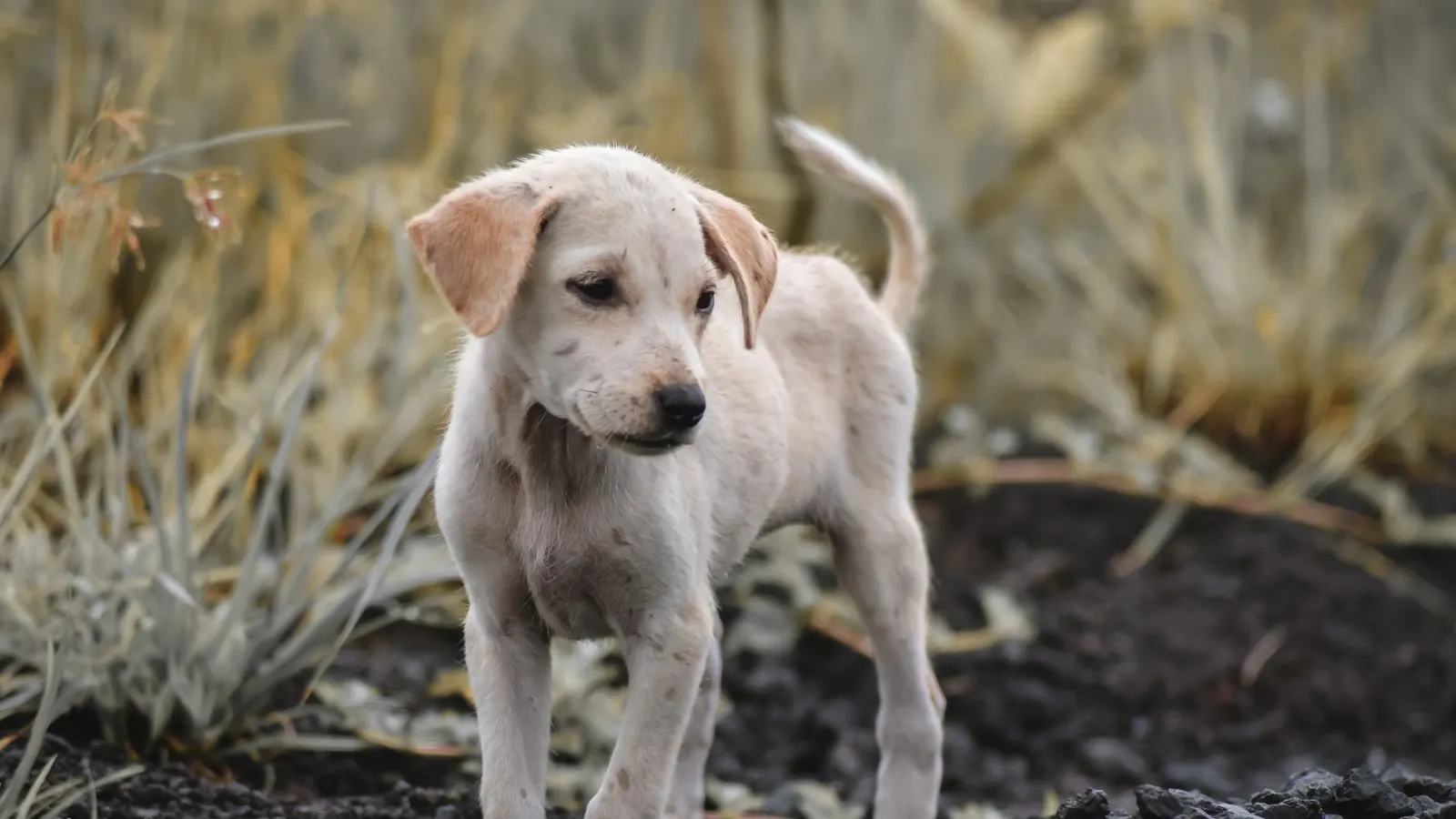 Famille d'accueil pour chien ou pension : que choisir ?
