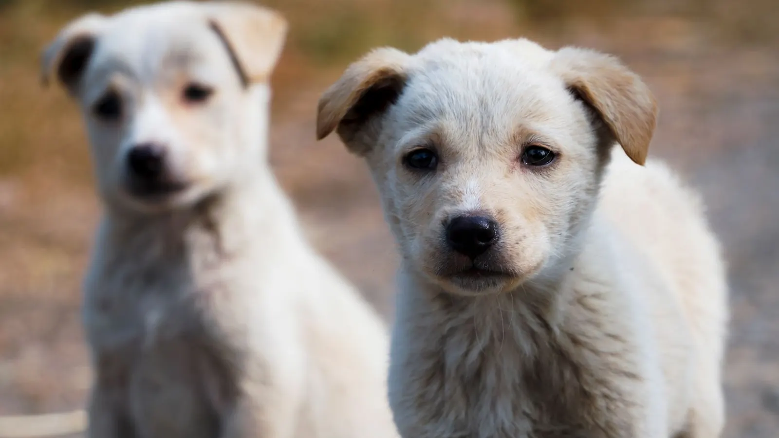 Garde animaux à domicile : la solution sur mesure pour chaque compagnon