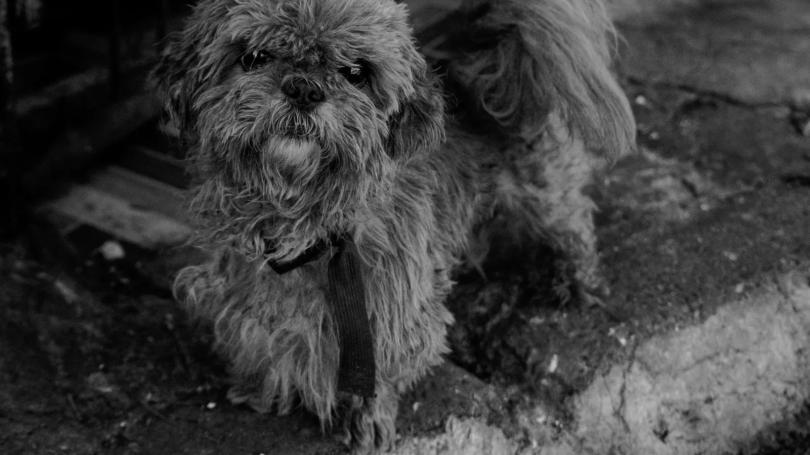 Garde animaux : le comparatif des plateformes pour trouver le bon gardien