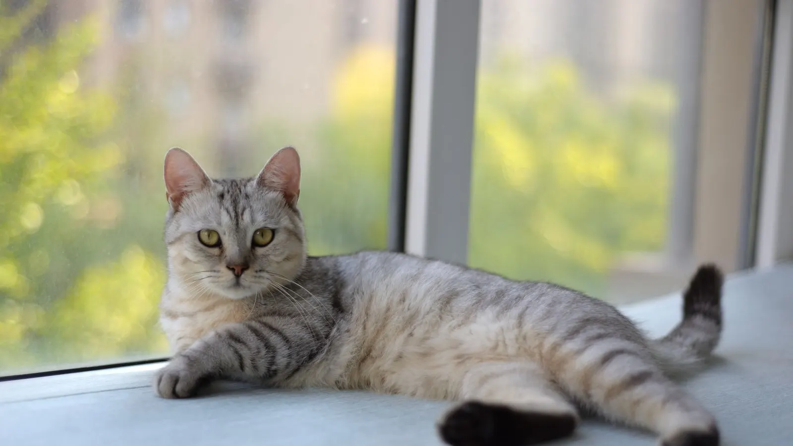 Garde chat à domicile : la solution douce pour votre minou