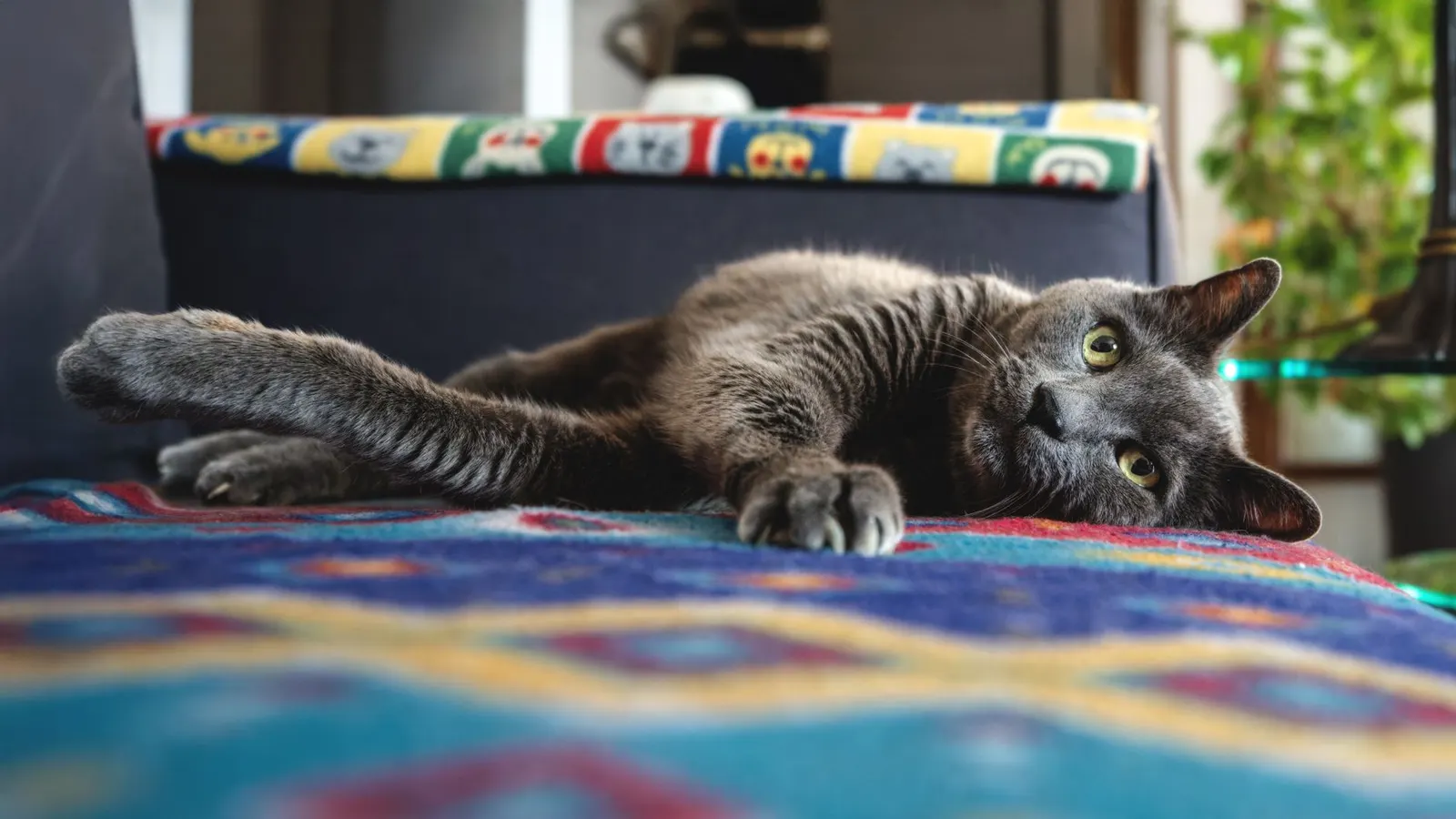 Garde chat : toutes les solutions pour confier votre minou sereinement
