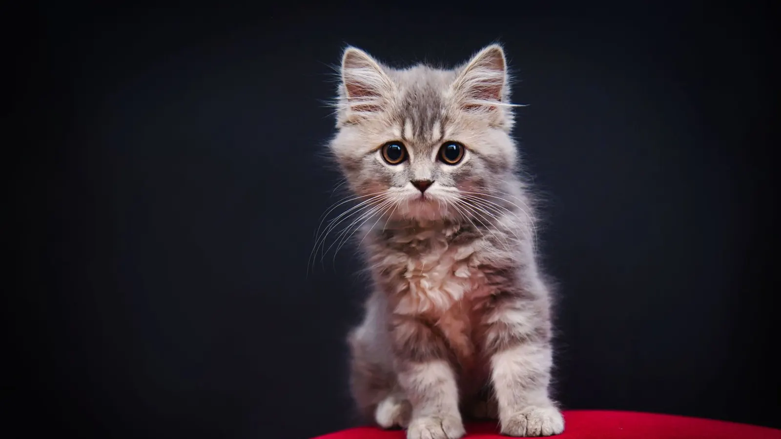 Garde chaton : confier votre petit félin en toute sérénité