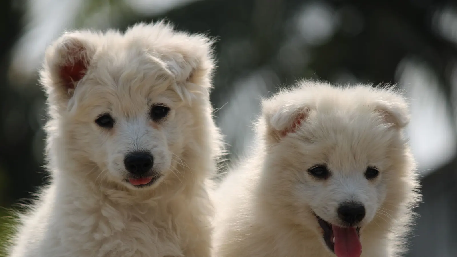 Garde chien à domicile : le confort de la maison pour votre toutou