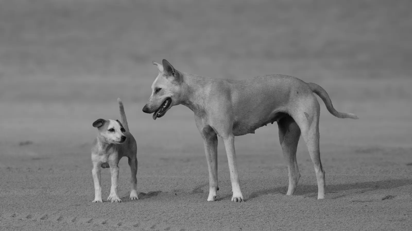 Garde de chien la nuit : solutions douces pour des nuits sereines