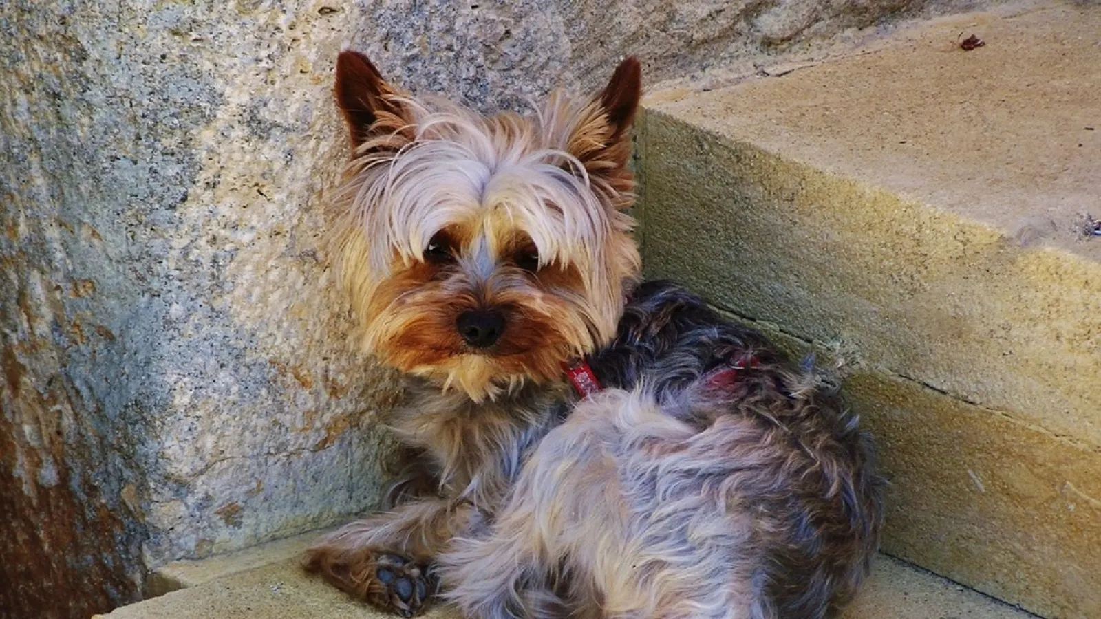 Garde de chien pas chère : les solutions économiques et sûres
