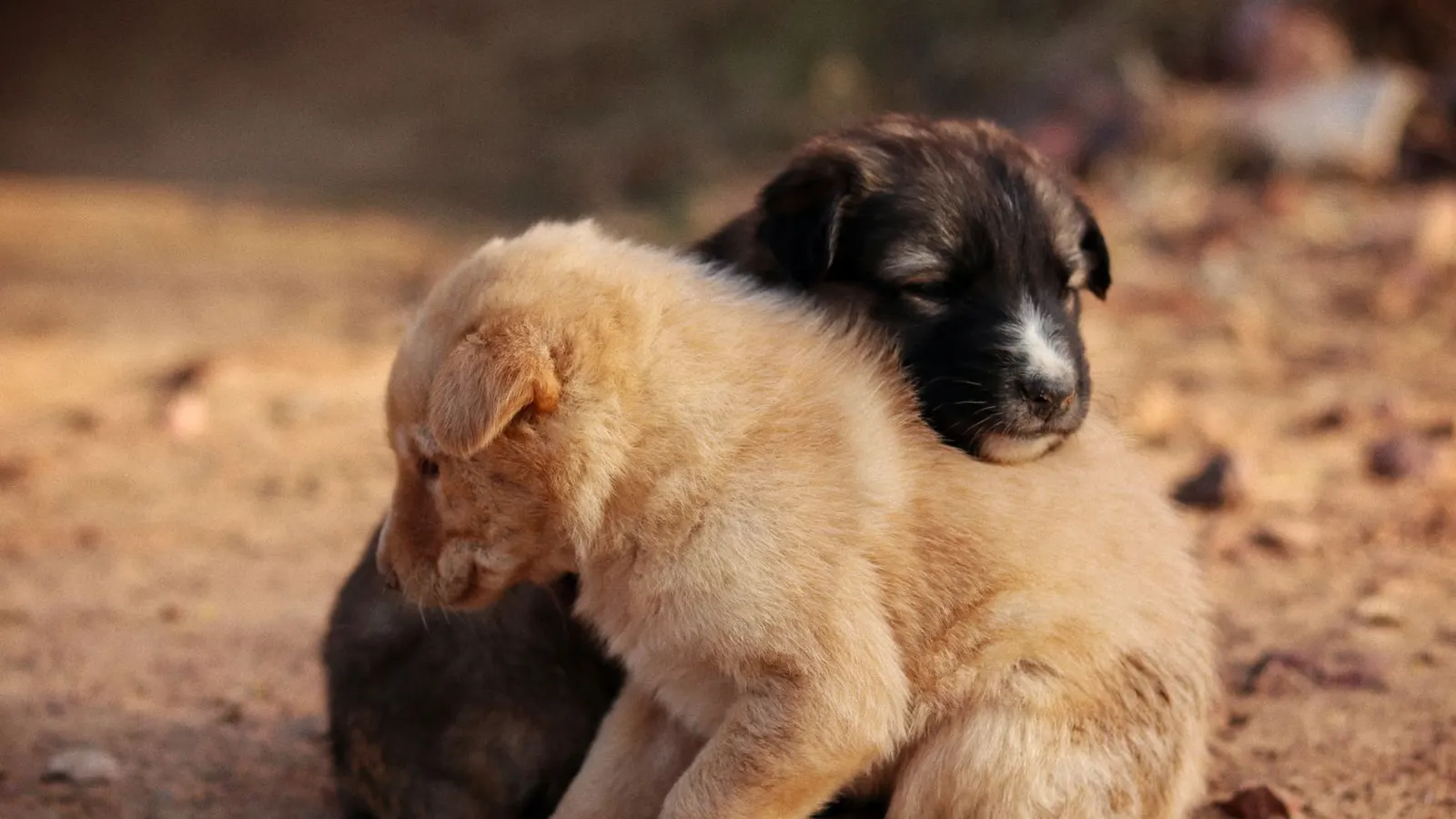 Garde chien vacances : partir l'esprit tranquille en confiant votre toutou