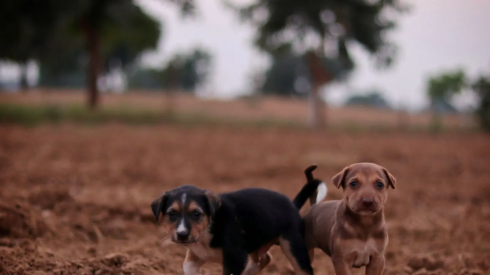 Garde chien le week-end : toutes les solutions pour partir serein