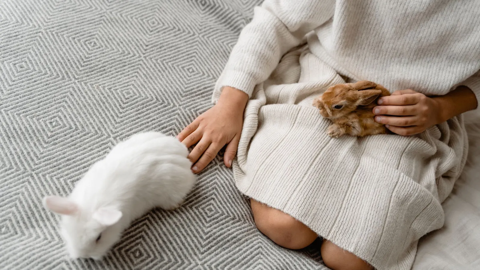 Garde de lapin et rongeur : confier votre petit compagnon en toute sérénité