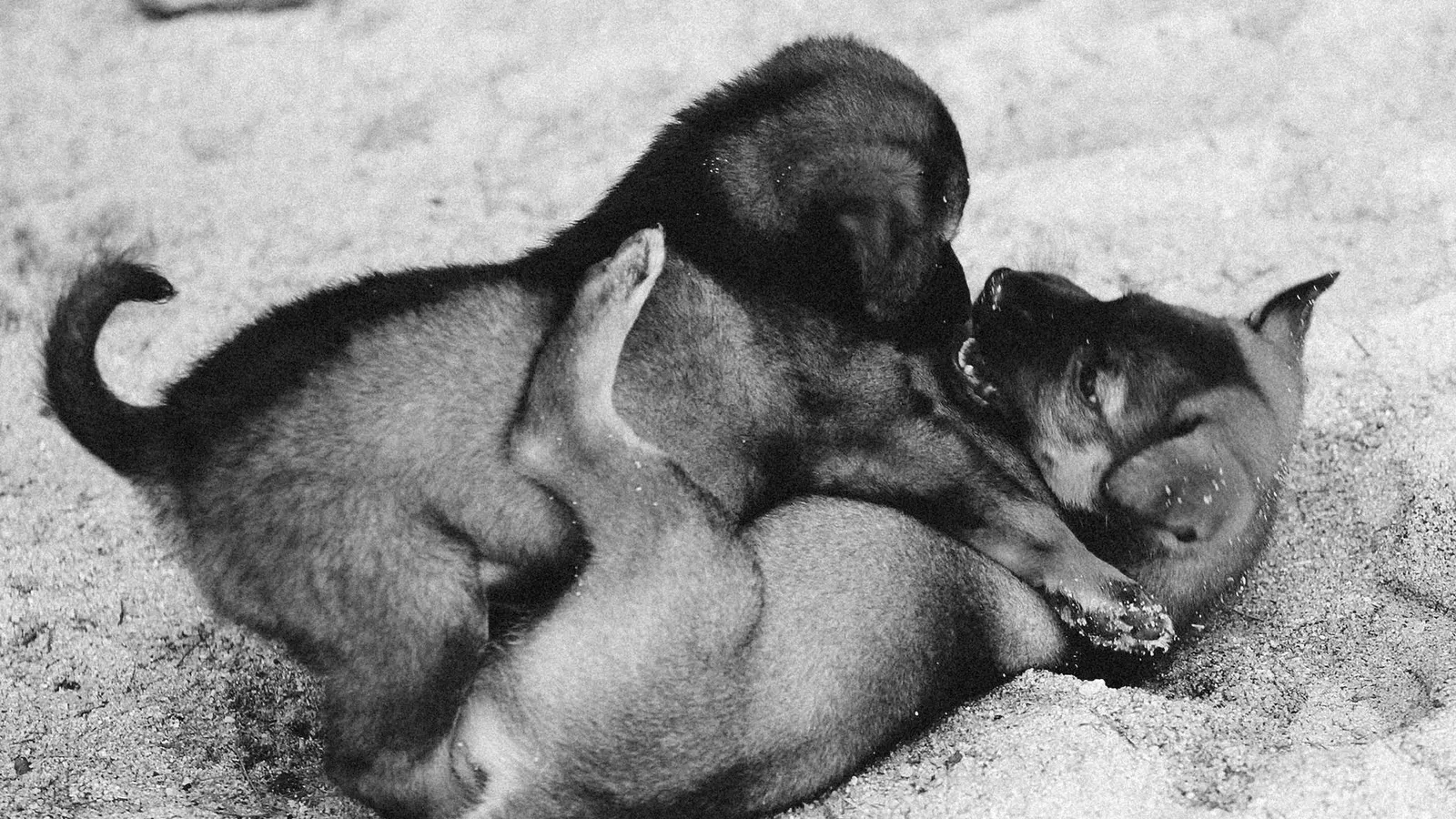 Garde de plusieurs chiens : bien organiser la garde de votre meute