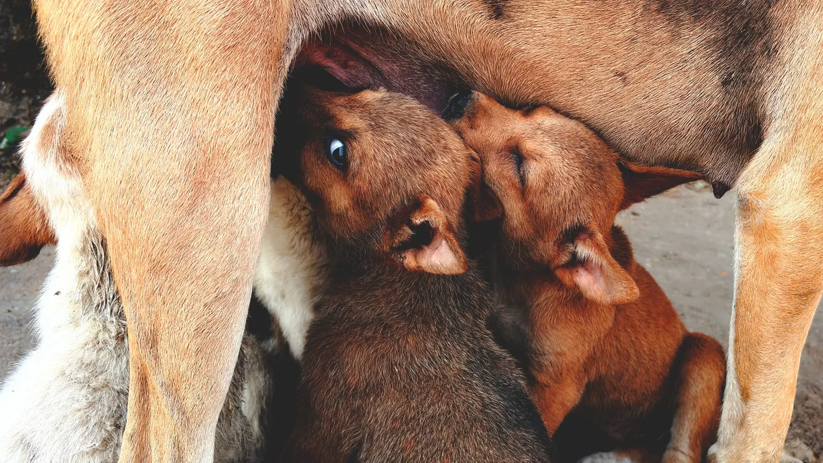 Garderie pour chien : comment choisir la bonne solution pour votre toutou