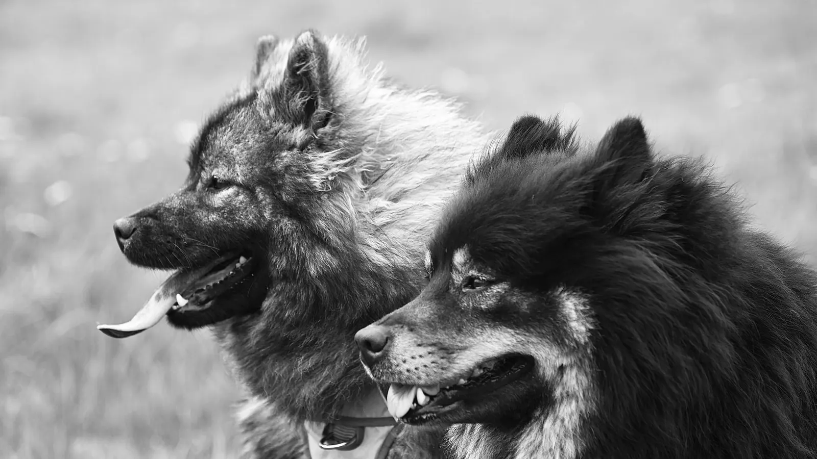 Harnais anti-traction chien : le guide d'achat pour des balades enfin détendues