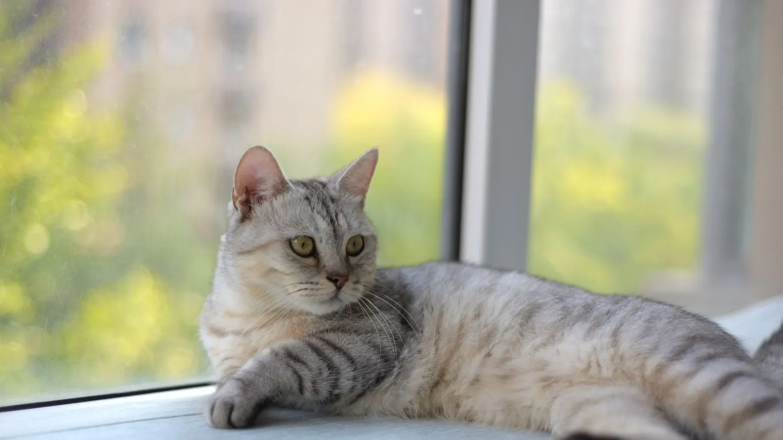 Meilleure litière chat : le guide d'achat pour un minou heureux (et une maison sans odeur)