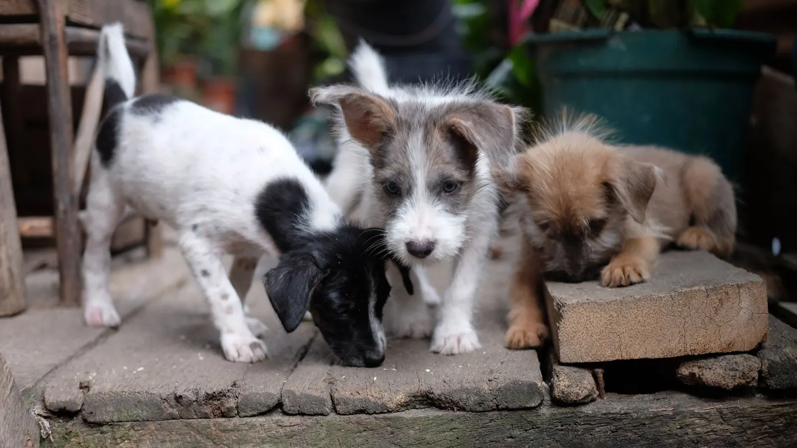 Mutuelle chien : de quoi parle-t-on vraiment ?