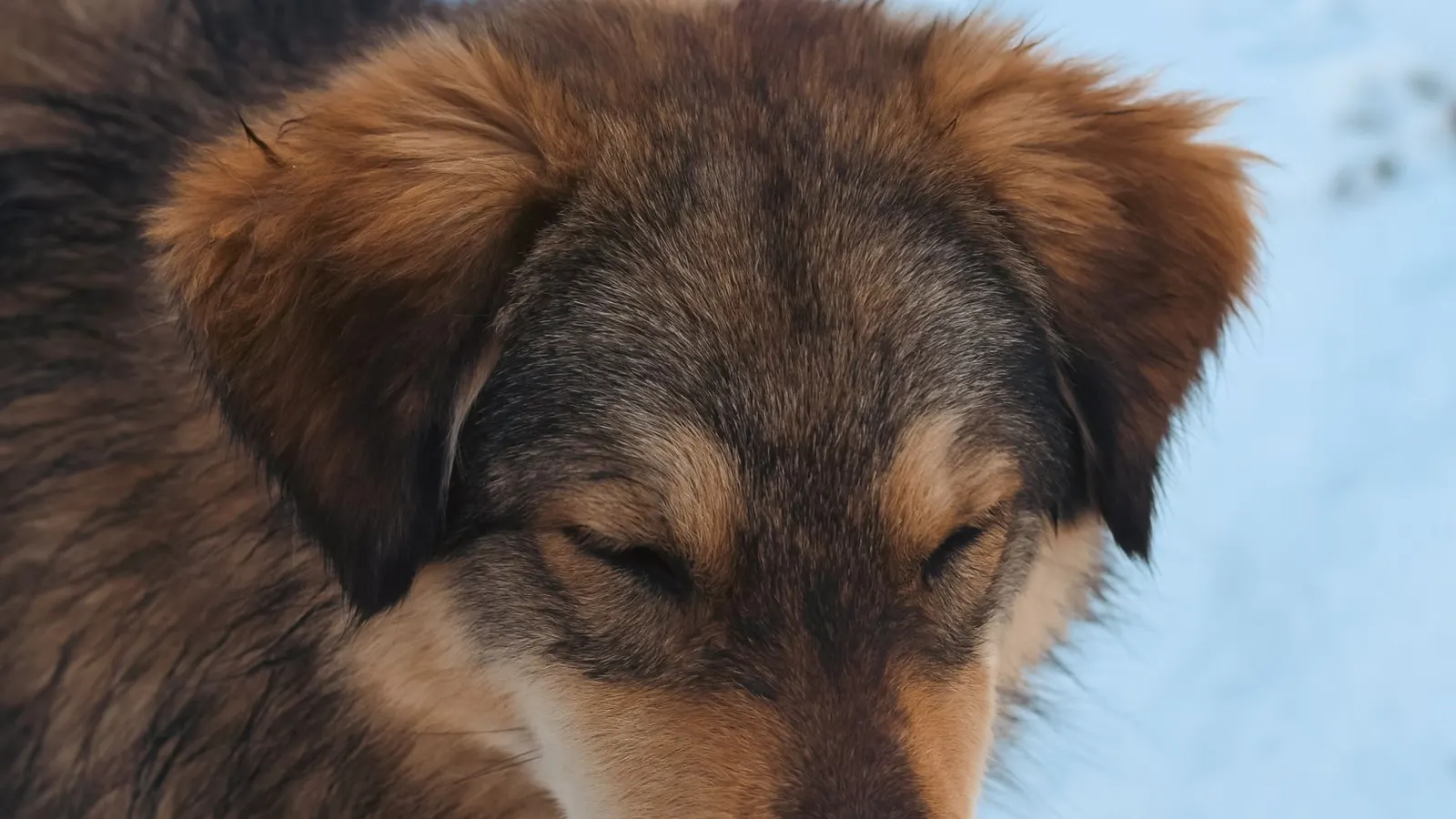 Niche pour chien : le guide d'achat pour un abri douillet et bien pensé
