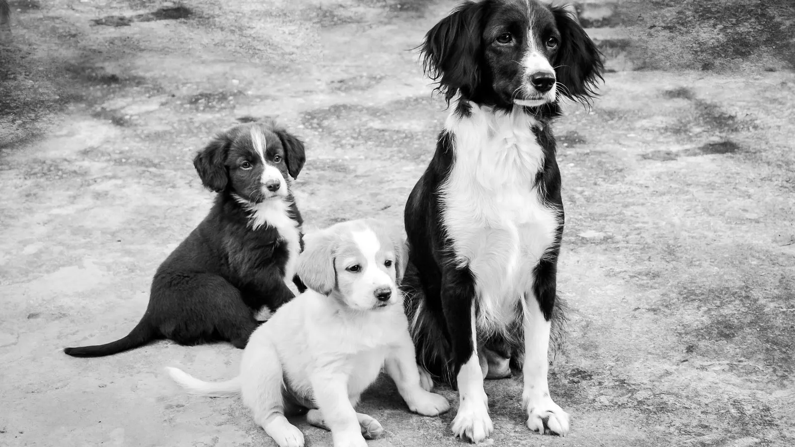Partir en vacances avec son chien : la checklist complète pour un séjour serein