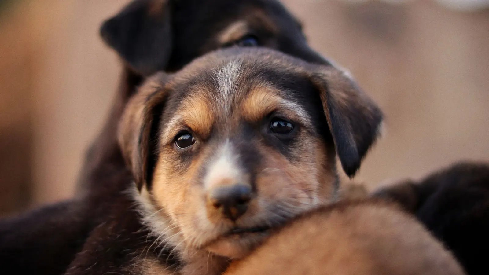 Pension pour chien de grande taille : bien choisir pour son grand toutou