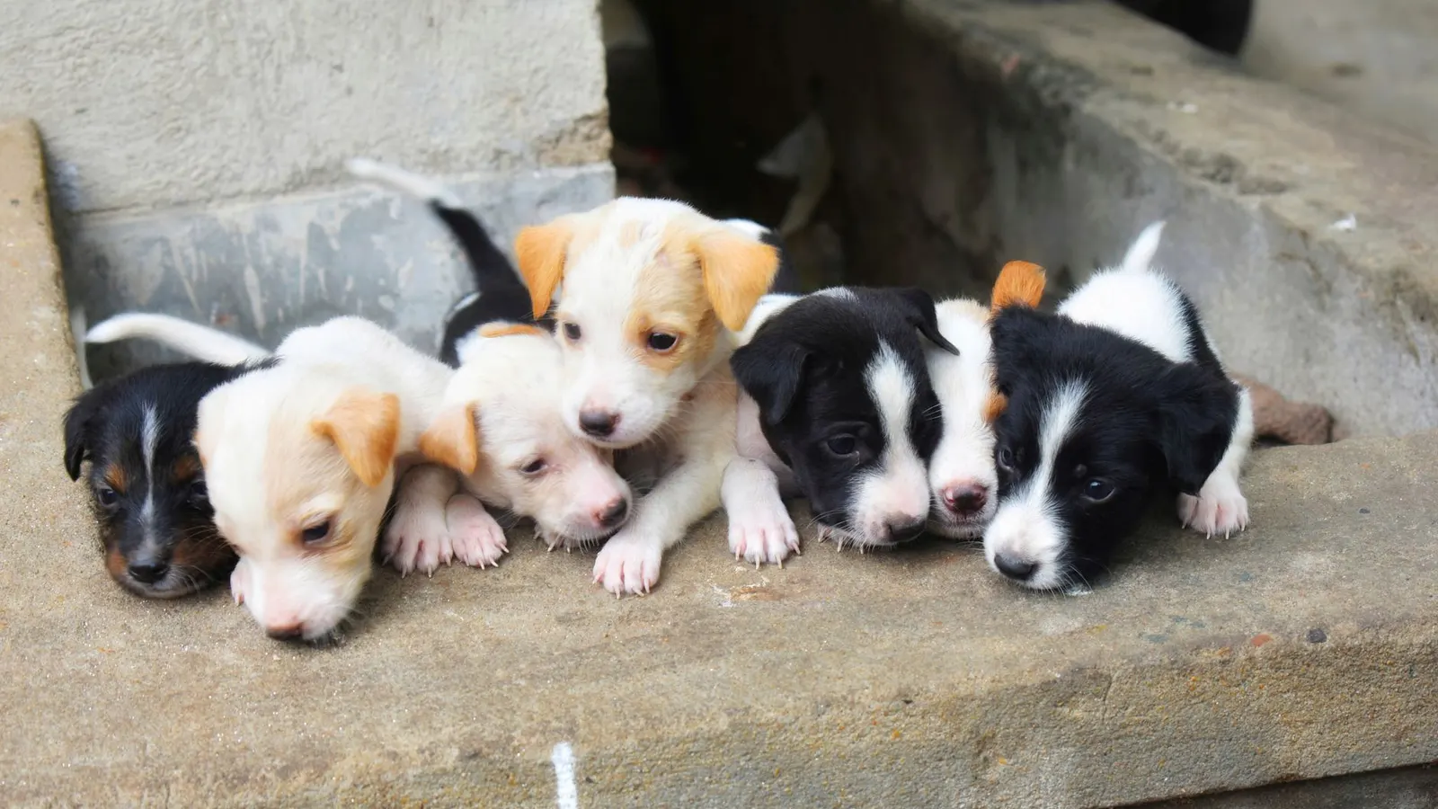 Pension pour chien : le guide complet pour bien choisir