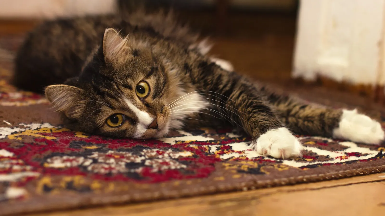 Pension pour chat : comment bien choisir pendant vos absences