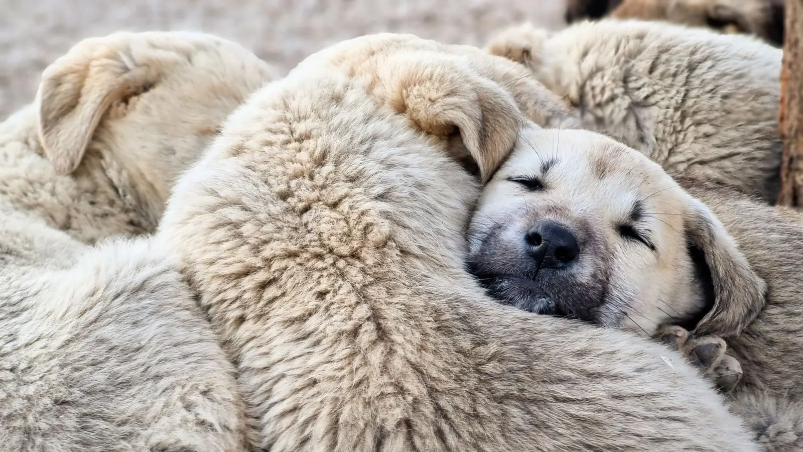 Prix d'une pension pour chien : à quoi vous attendre