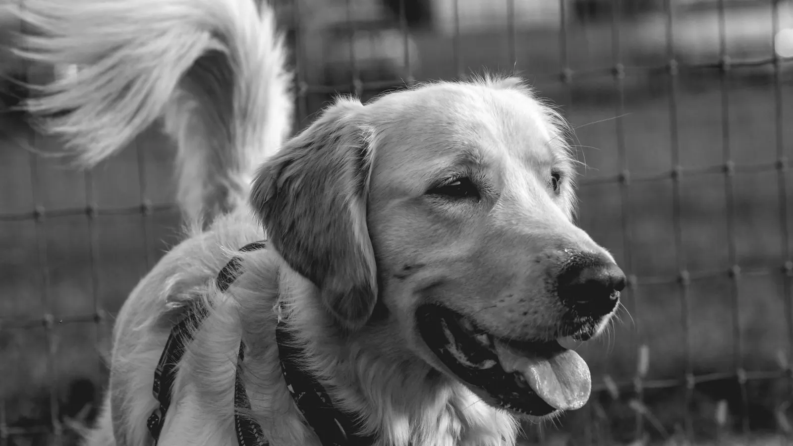 Promeneur de chien : à qui confier la balade de votre toutou ?