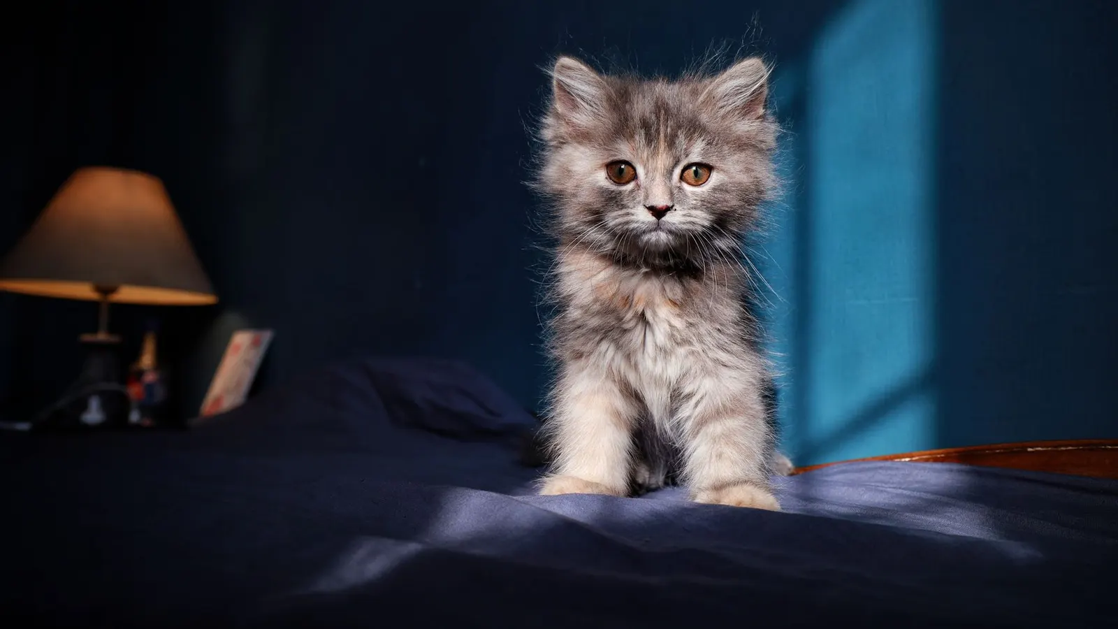 Propreté du chaton : apprendre la litière en douceur