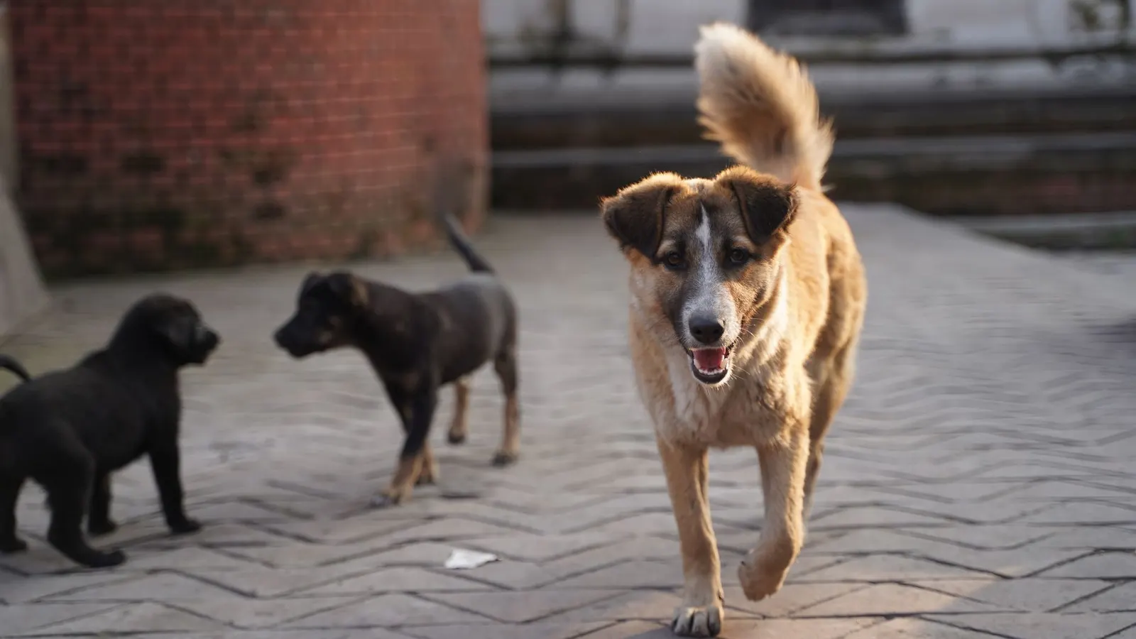 Qu'est-ce que le pet sitting ? Le guide pour tout comprendre