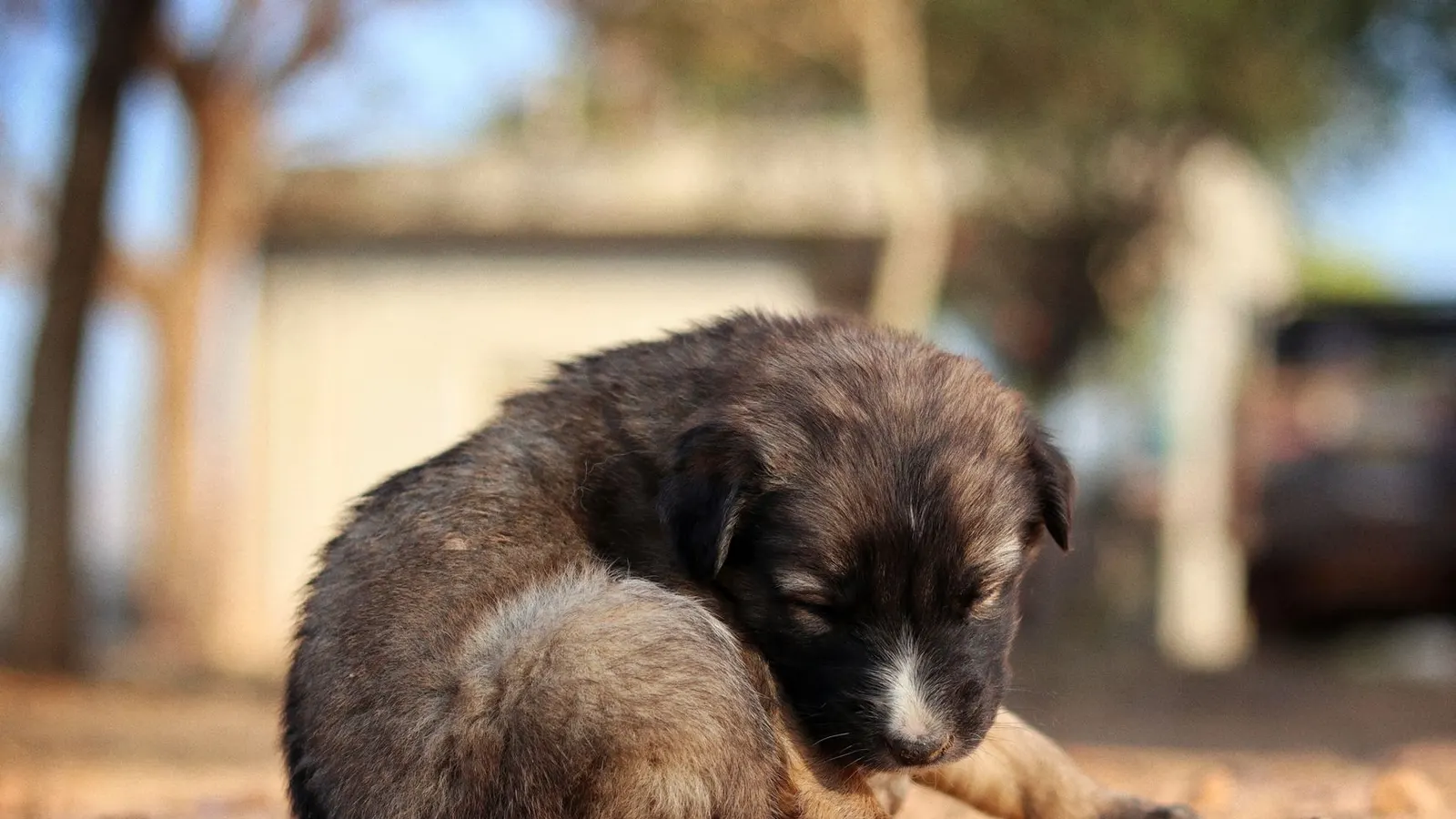 Socialisation du chiot : les clés pour un chien équilibré