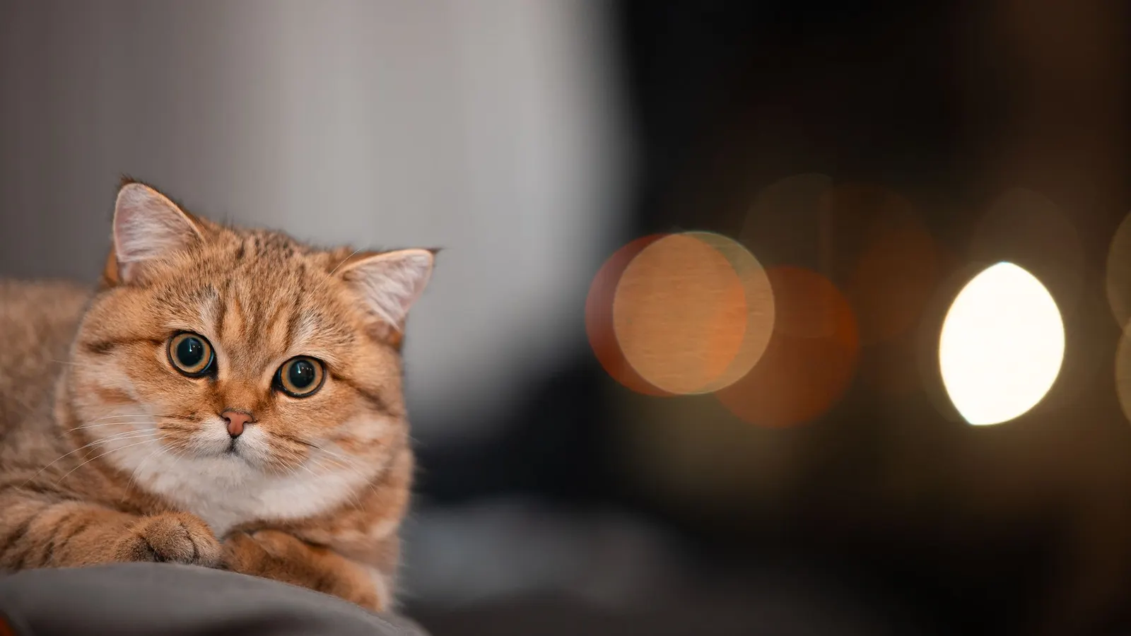 Le stress du chat en pension : comment l'apaiser en douceur