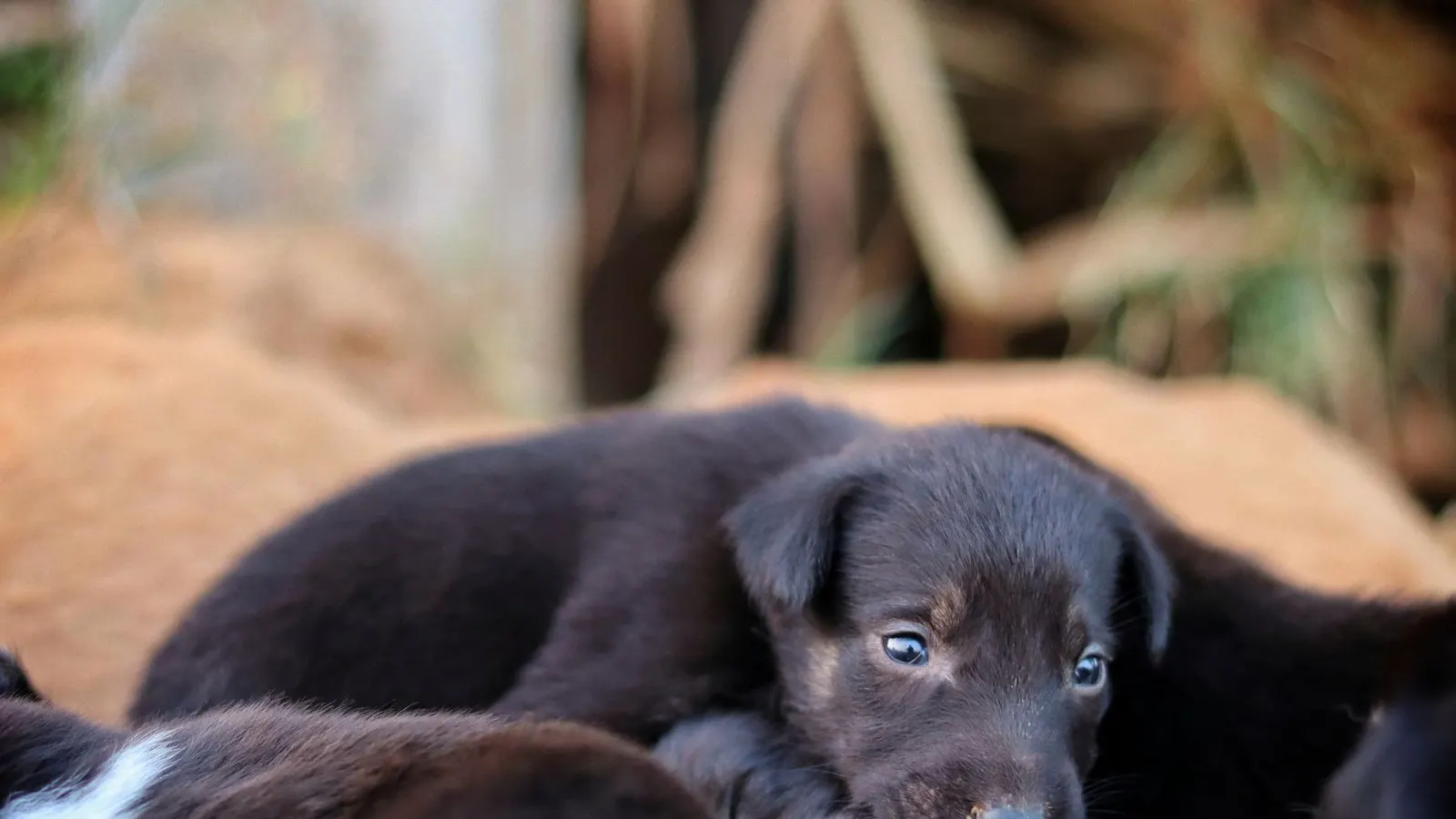 Tarif de garde d'un chien : les prix selon la solution choisie
